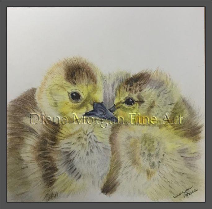 Fuzzy Ducklings