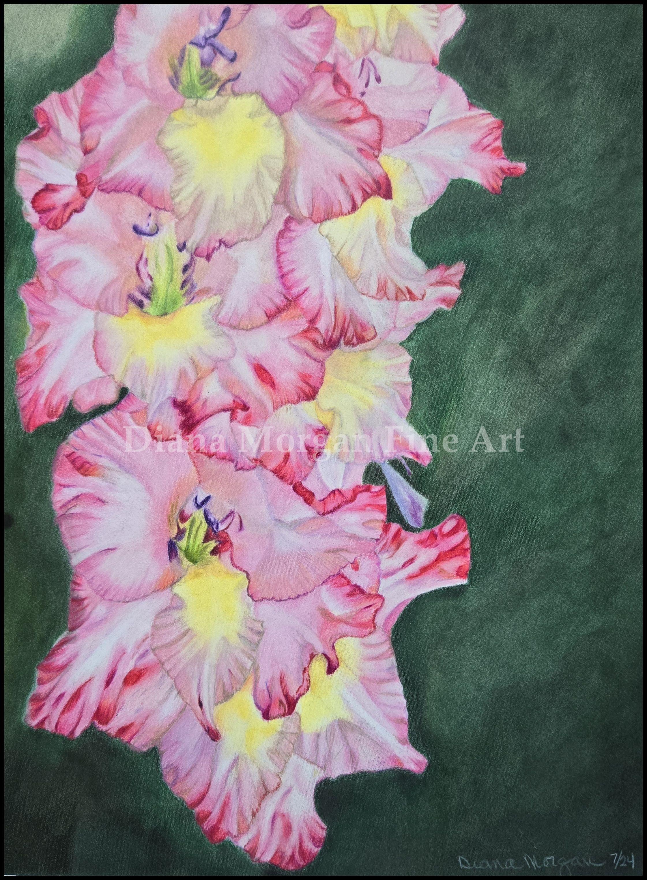 Gladiolus