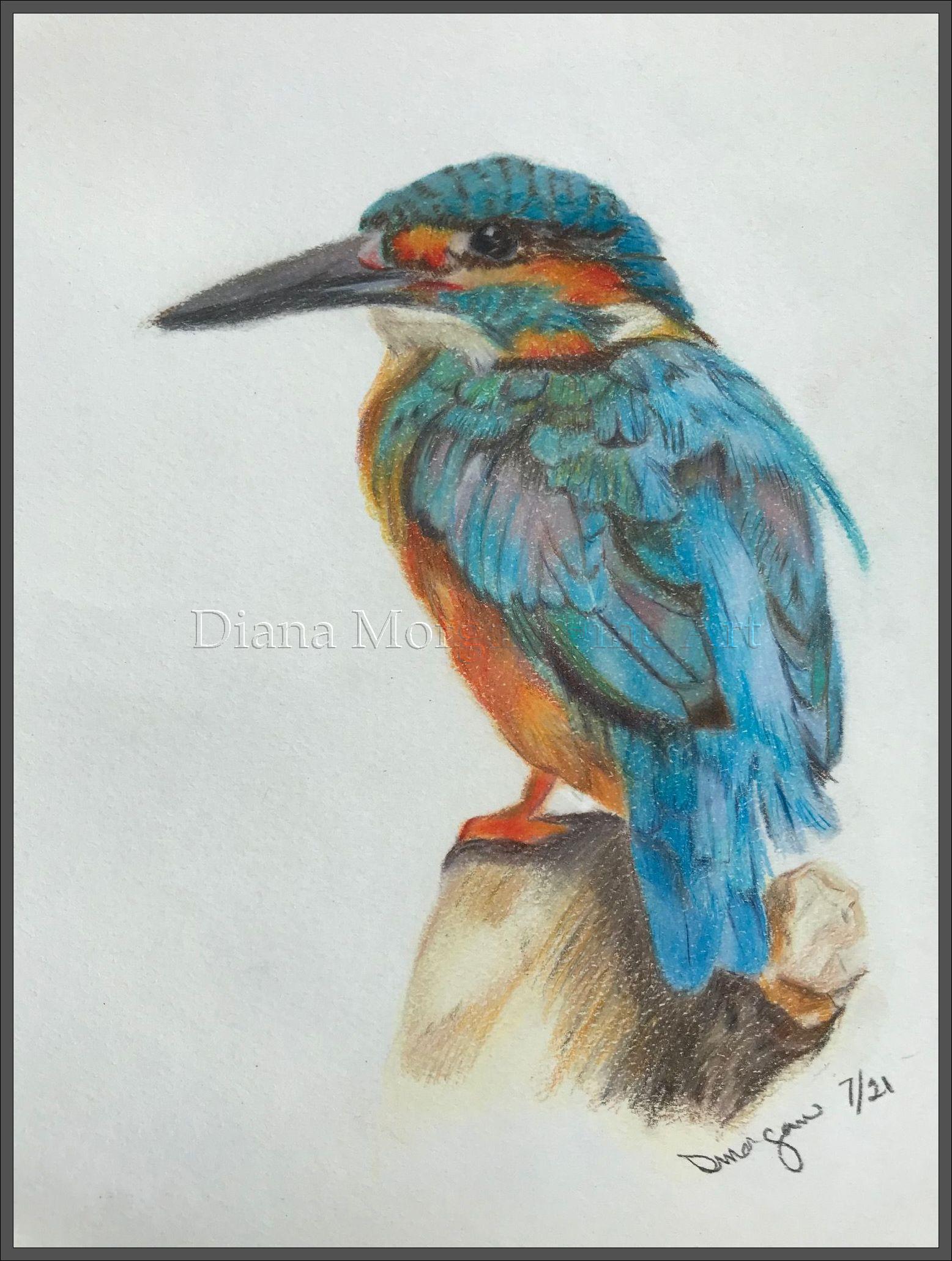 Kingfisher